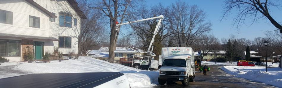 valley tree service, tree trimming, stump removal, emerald ash borer, mn, minnesota, apple valley, burnsville, rosemount, lakeville, prior lake, south metro, twin cities, tree removal, tree diagnosis, tree protection, apple tree