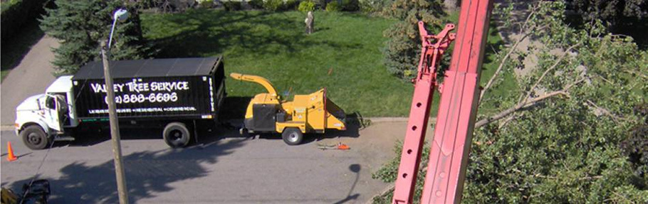 valley tree service, tree trimming, stump removal, emerald ash borer, mn, minnesota, apple valley, burnsville, rosemount, lakeville, prior lake, south metro, twin cities, tree removal, tree diagnosis, tree protection, tree removal, shrub removal, apple tree