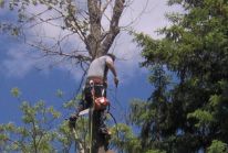 valley tree service, tree trimming, stump removal, emerald ash borer, mn, minnesota, apple valley, burnsville, rosemount, lakeville, prior lake, south metro, twin cities, tree removal, tree diagnosis, tree protection, apple tree